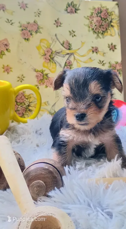 Hamilton – Yorkshire Terrier puppy for sale in Guin, AL