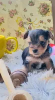 Hamilton, a male Yorkshire Terrier for sale in Guin, AL – 1 of 8