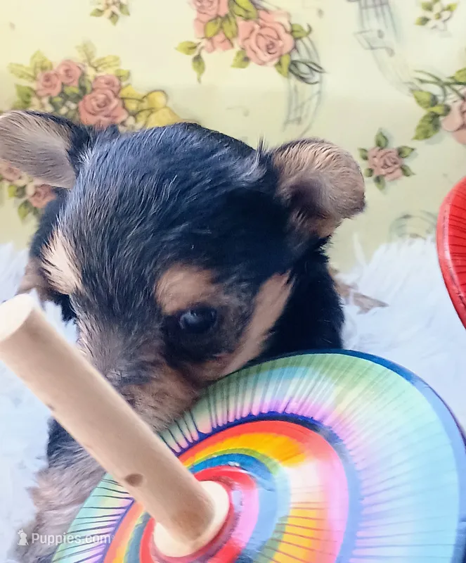 Tiny girl – Yorkshire Terrier puppy for sale in Guin, AL