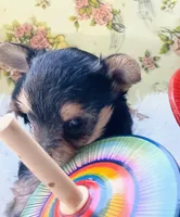 Tiny girl, a female Yorkshire Terrier for sale in Guin, AL – 1 of 9