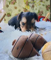 Precious, a female Yorkshire Terrier for sale in Guin, AL – 4 of 7