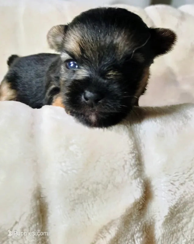 Blake – Pomeranian, Yorkshire Terrier puppy for sale in Guin, AL