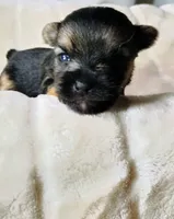 Blake, a male Pomeranian and Yorkshire Terrier for sale in Guin, AL – 1 of 4