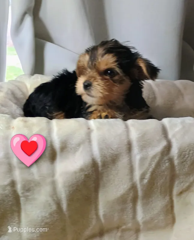 Precious – Yorkshire Terrier puppy for sale in Guin, AL