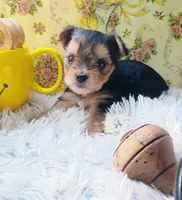 Jasper, a male Yorkshire Terrier for sale in Guin, AL – 2 of 8