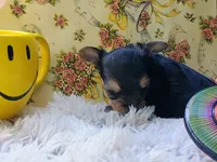 Sprout, a female Yorkshire Terrier for sale in Guin, AL – 6 of 6
