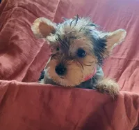 Susie, a female Yorkshire Terrier for sale in Guin, AL – 4 of 10