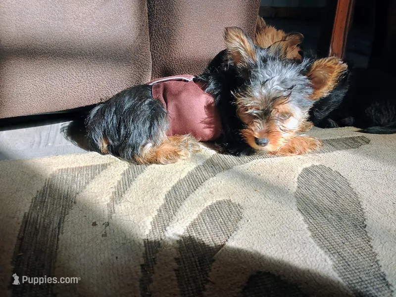 Champ  – Yorkshire Terrier puppy for sale in Guin, AL