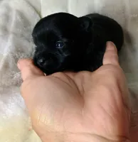 Blackie, a male Pomeranian and Yorkshire Terrier for sale in Guin, AL – 4 of 5