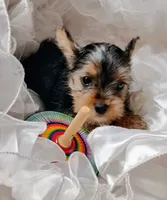Champ , a male Yorkshire Terrier for sale in Guin, AL – 1 of 9