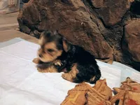 Precious, a female Yorkshire Terrier for sale in Guin, AL – 6 of 7