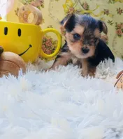 Jasper, a male Yorkshire Terrier for sale in Guin, AL – 4 of 8