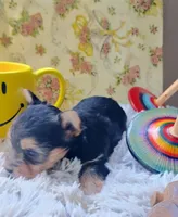 Tiny girl, a female Yorkshire Terrier for sale in Guin, AL – 3 of 9
