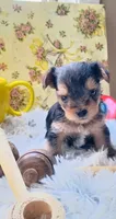 Hamilton, a male Yorkshire Terrier for sale in Guin, AL – 8 of 8