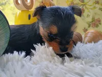 Sprout, a female Yorkshire Terrier for sale in Guin, AL – 4 of 6