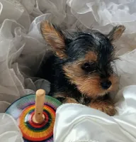 Champ , a male Yorkshire Terrier for sale in Guin, AL – 2 of 9