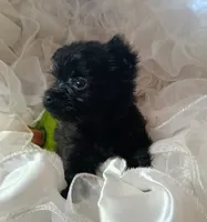 Midnight, a male Pomeranian and Yorkshire Terrier for sale in Guin, AL – 9 of 10