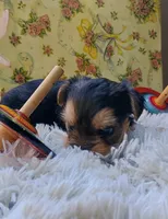 Sprout, a female Yorkshire Terrier for sale in Guin, AL – 2 of 6