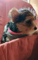 Susie, a female Yorkshire Terrier for sale in Guin, AL – 9 of 10
