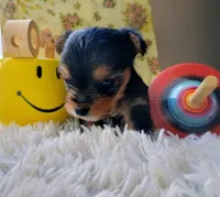 Hamilton, a male Yorkshire Terrier for sale in Guin, AL – 5 of 8