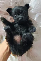 Midnight, a male Pomeranian and Yorkshire Terrier for sale in Guin, AL – 8 of 10
