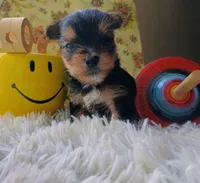 Hamilton, a male Yorkshire Terrier for sale in Guin, AL – 4 of 8