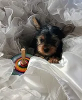 Champ , a male Yorkshire Terrier for sale in Guin, AL – 4 of 9