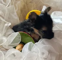 Buster, a male Pomeranian and Yorkshire Terrier for sale in Guin, AL – 6 of 10