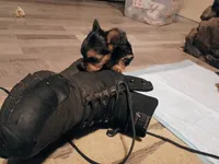 Tiny girl, a female Yorkshire Terrier for sale in Guin, AL – 8 of 9