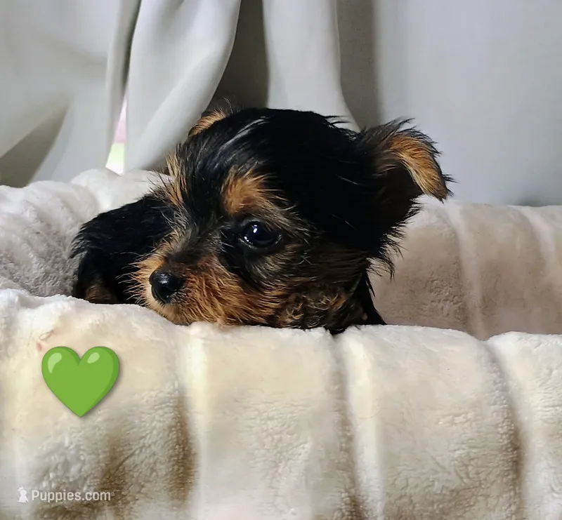Jasper – Yorkshire Terrier puppy for sale in Guin, AL