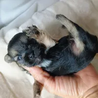 Blake, a male Pomeranian and Yorkshire Terrier for sale in Guin, AL – 2 of 4