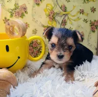 Jasper, a male Yorkshire Terrier for sale in Guin, AL – 6 of 8
