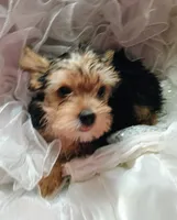 Susie, a female Yorkshire Terrier for sale in Guin, AL – 8 of 10