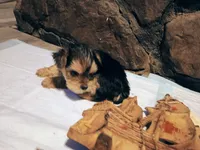 Precious, a female Yorkshire Terrier for sale in Guin, AL – 5 of 7