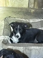 Daisy , a female Australian Shepherd and Border Collie for sale in Randolph, NY – 2 of 5