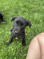 Little Lainey , a female Australian Shepherd and Border Collie for sale in Randolph, NY – 4 of 5