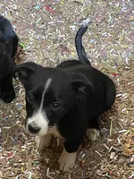 Daisy , a female Australian Shepherd and Border Collie for sale in Randolph, NY – 4 of 5