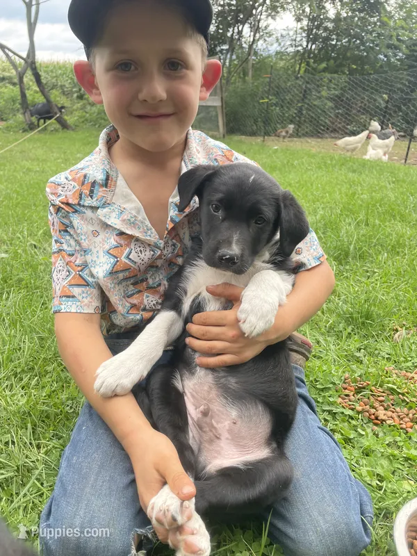 Jax – Australian Shepherd, Border Collie puppy for sale in Randolph, NY
