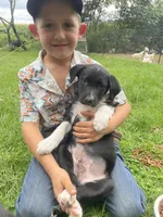 Jax, a male Australian Shepherd and Border Collie for sale in Randolph, NY – 1 of 4