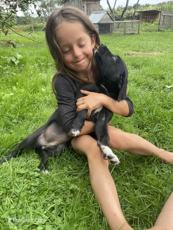Trinity  – Australian Shepherd, Border Collie puppy for sale in Randolph, NY
