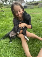 Trinity , a female Australian Shepherd and Border Collie for sale in Randolph, NY – 1 of 4