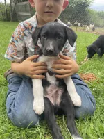 Jax, a male Australian Shepherd and Border Collie for sale in Randolph, NY – 3 of 4