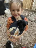 Little Lainey , a female Australian Shepherd and Border Collie for sale in Randolph, NY – 5 of 5