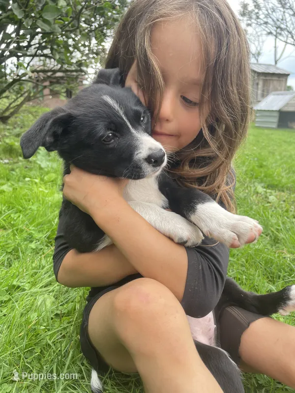 Daisy  – Australian Shepherd, Border Collie puppy for sale in Randolph, NY