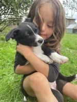 Daisy , a female Australian Shepherd and Border Collie for sale in Randolph, NY – 1 of 5