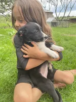 Daisy , a female Australian Shepherd and Border Collie for sale in Randolph, NY – 5 of 5