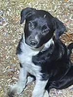 Jax, a male Australian Shepherd and Border Collie for sale in Randolph, NY – 2 of 4