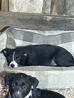 Daisy , a female Australian Shepherd and Border Collie for sale in Randolph, NY – 3 of 5