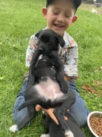 Little Lainey , a female Australian Shepherd and Border Collie for sale in Randolph, NY – 1 of 5