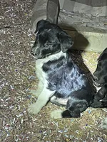 Jax, a male Australian Shepherd and Border Collie for sale in Randolph, NY – 4 of 4